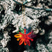 Rainbow Snowflake Quilled Ornament thumbnail 2