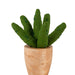 Handmade Mini Cotton Aloe Vera Plant thumbnail 1