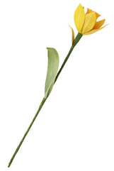Daffodil Forever Flower